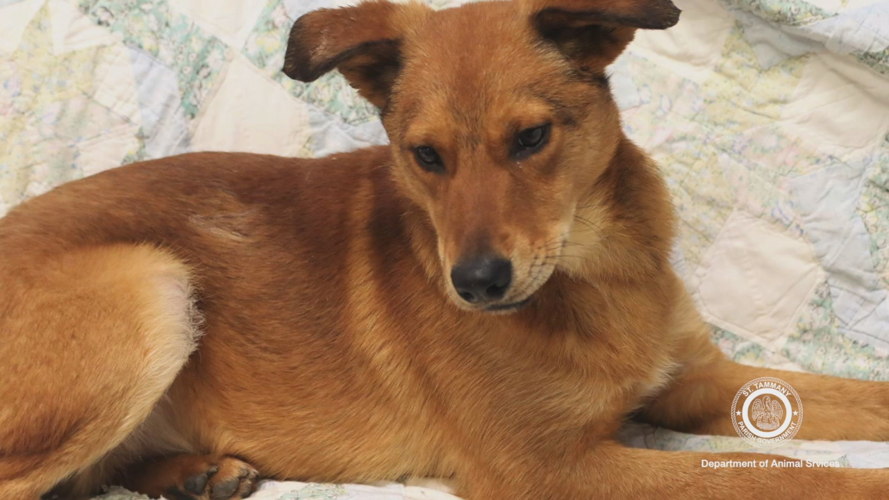 Pets of the Week PSA