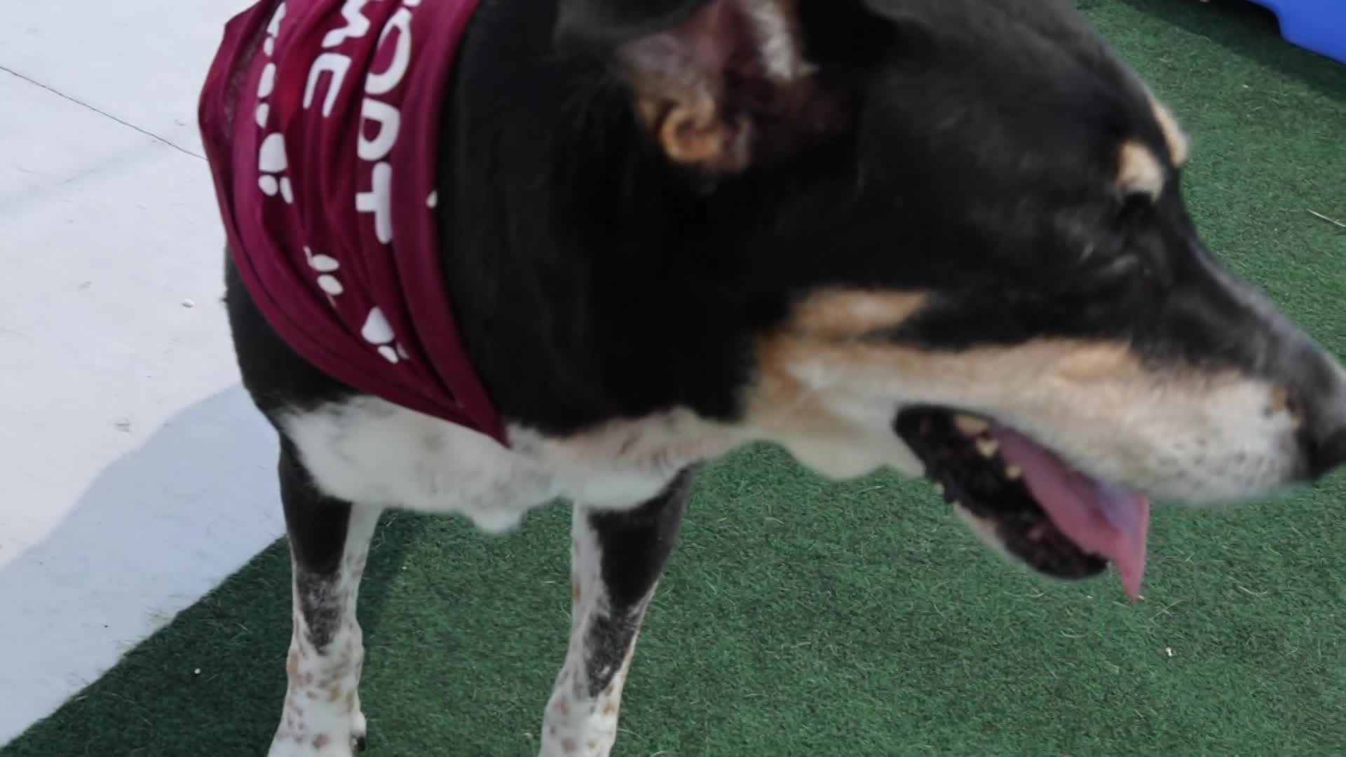 Pet Connect September 2022