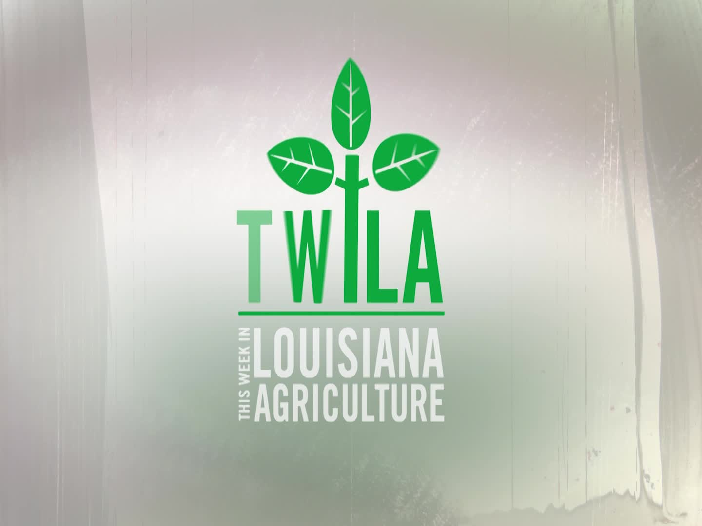 TWILA : December 27, 2024