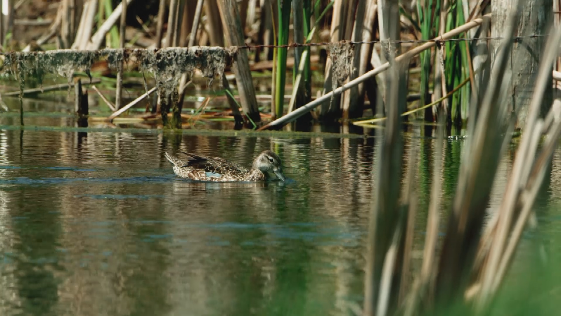 PSA US Fish and wildlife