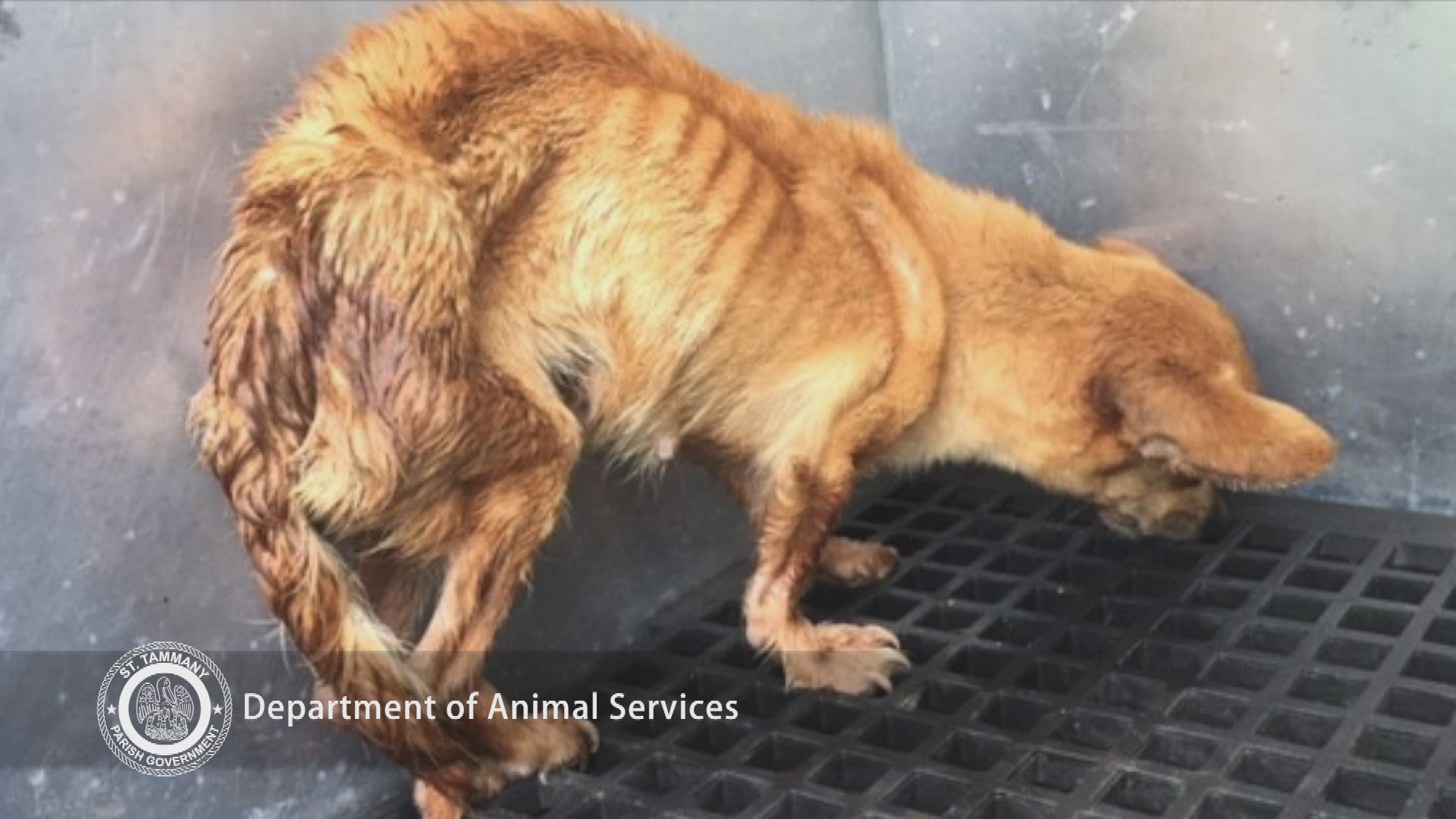 PSA Ellie Success-Animal Services 2017