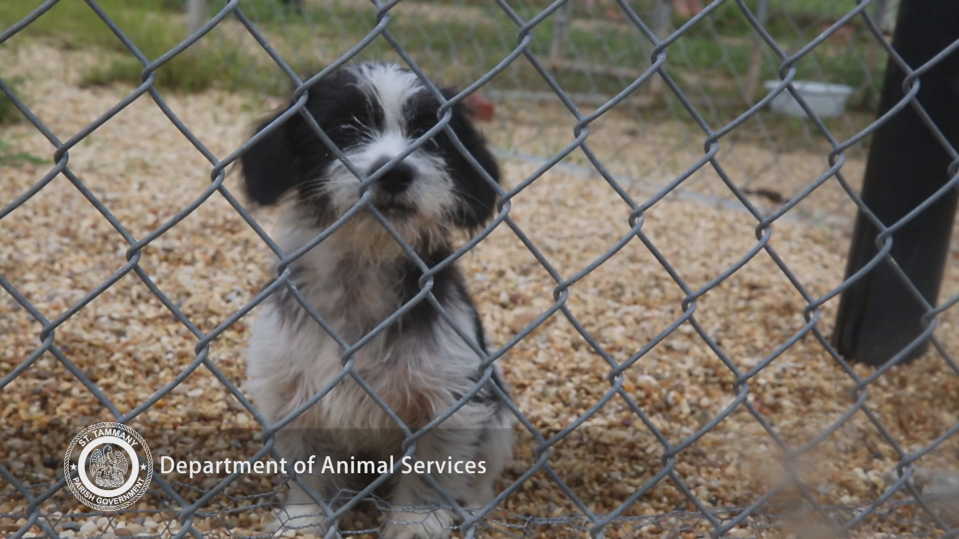 PSA Animal Adoption 2017